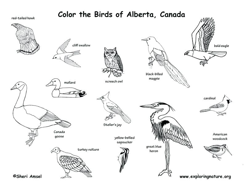 792x612 Great Blue Heron Colouring Page Coot Coloring Pages