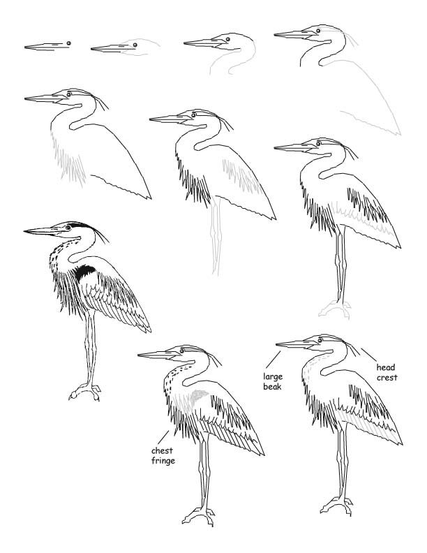 612x792 Great Blue Heron Clipart Black And White