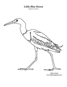 236x305 Heron Coloring Pages For Kids Heron Coloring Pages Printable