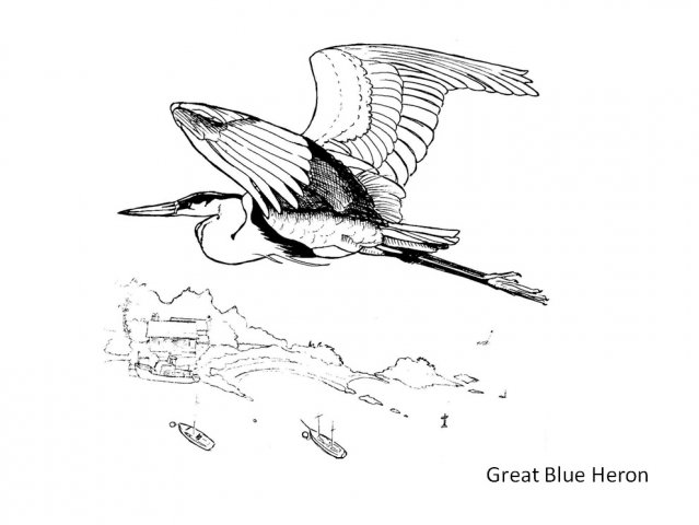 639x480 Bermuda Audubon Society