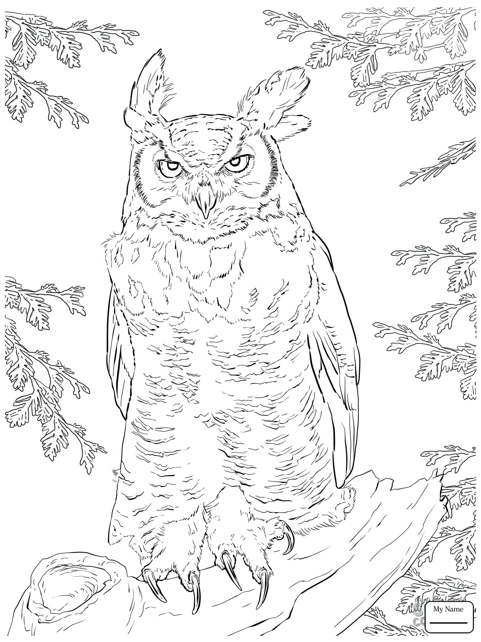 Great Horned Owl Coloring Page