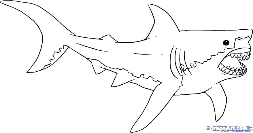 878x462 Great White Shark Coloring Ing Ing Ing Great White Shark Attack