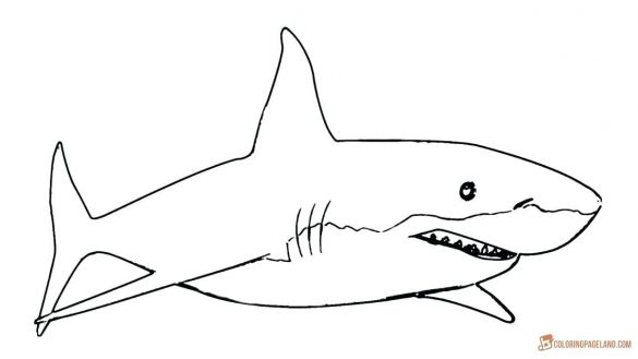 585x329 Great White Shark Coloring Pages Free Great White
