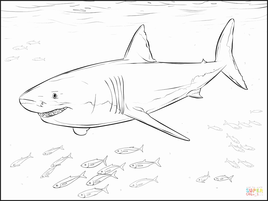 1115x836 Genuine Great White Shark Colouring Pages To Print Newcoloring123