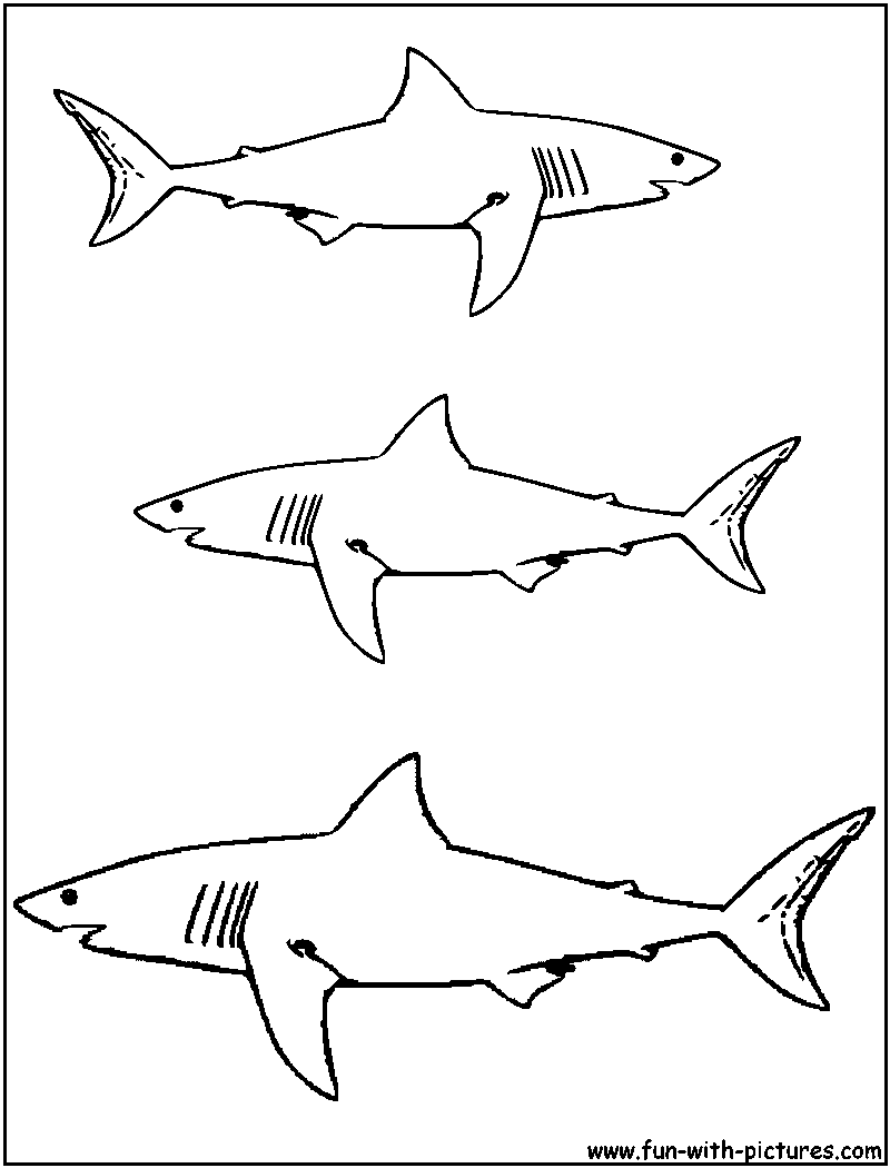800x1050 Skill Free Printable Great White Shark Coloring Pages Page