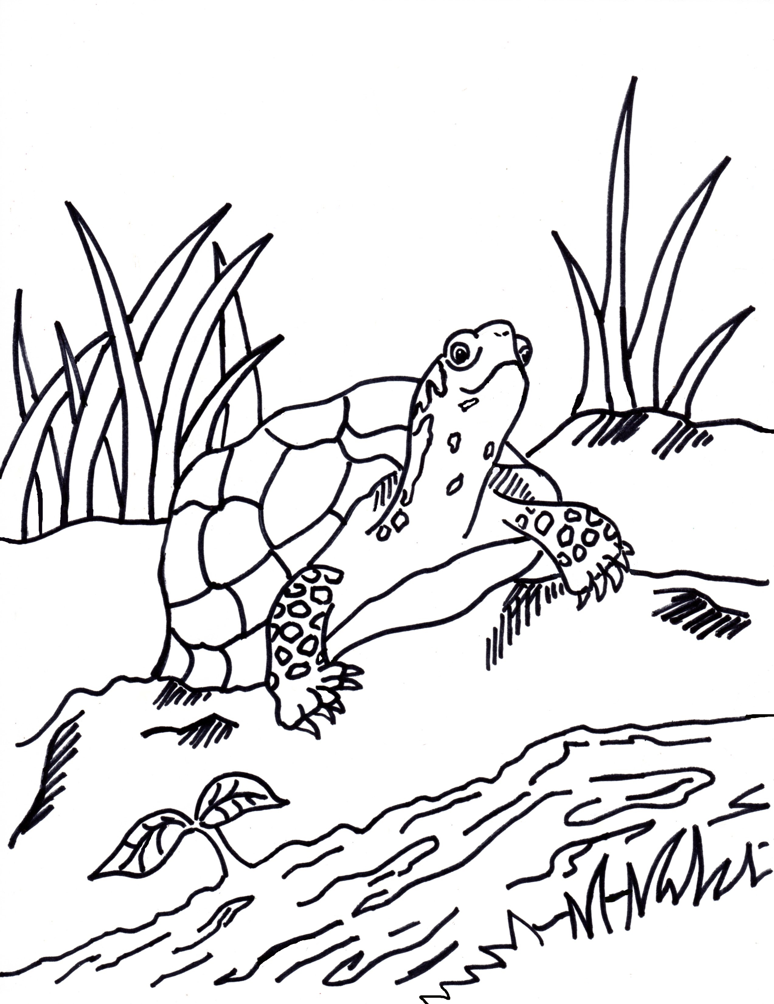 2545x3300 Free Coloring Pages And Reference Pictures