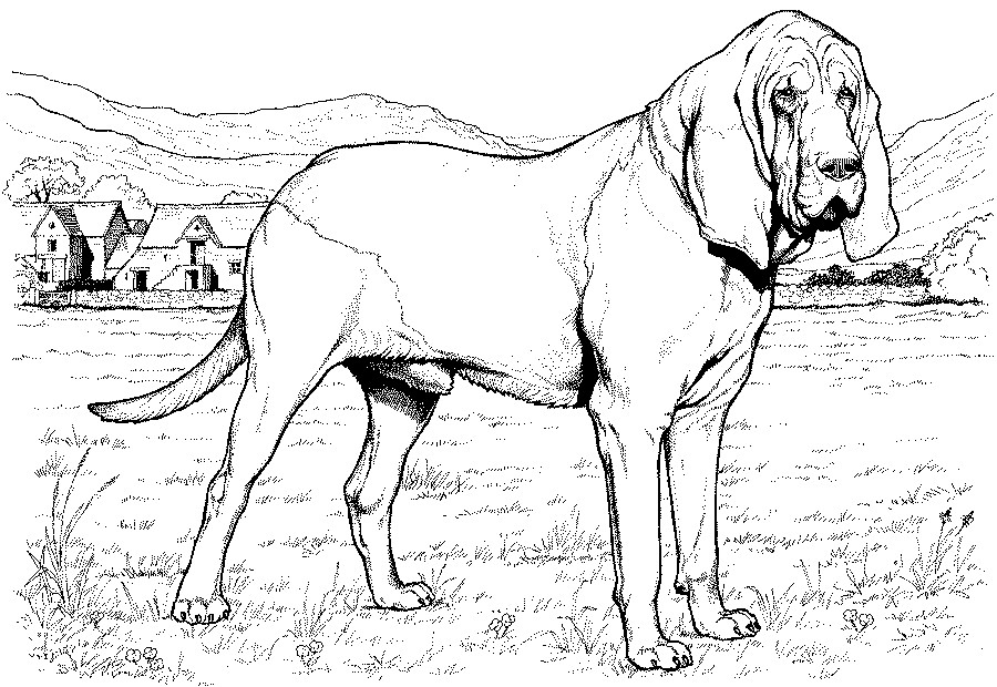900x620 Greyhound Animal Coloring Pages Italian Greyhound Coloring Page