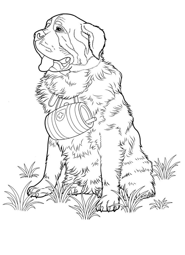 736x1010 Greyhound Coloring Pages Best Of 74 Best A Coloring Book Pages