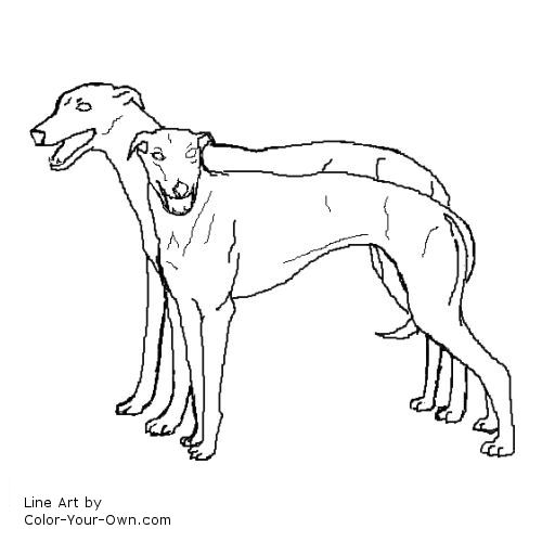 500x500 Greyhound Dog Coloring Pages Greyhound Pair Coloring Page Www