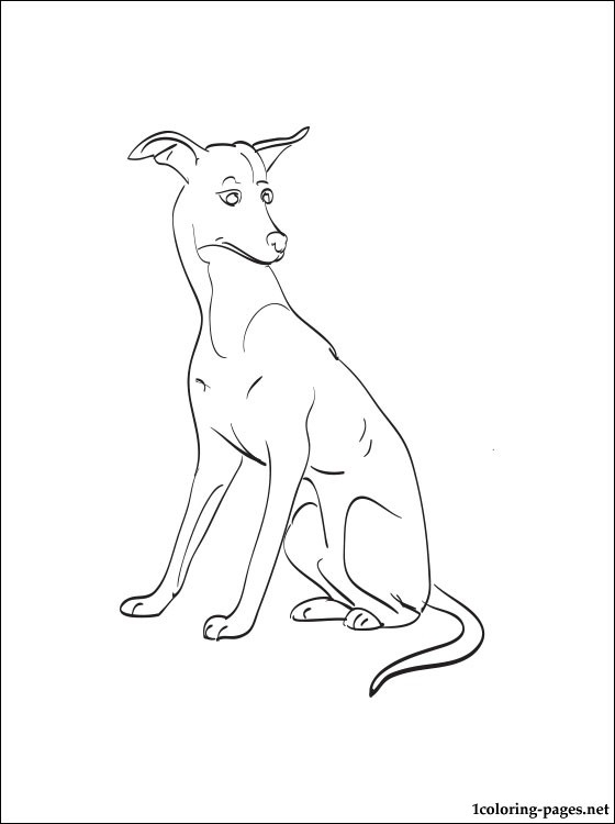 560x750 Greyhound Dog Coloring Pages Italian Greyhound Coloring Page