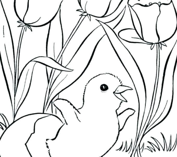 678x600 Spring Coloring Pages Printable Free Coloring Spring Grid Coloring