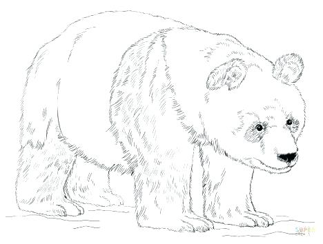 468x354 Grizzly Bear Coloring Page Grizzly Bear Coloring Page Bear Is