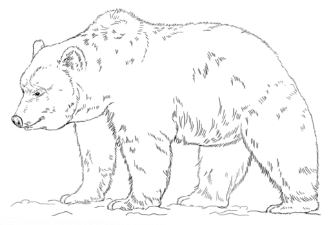 480x327 Grizzly Bear Coloring Pages