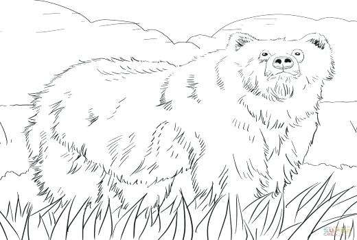 520x350 Grizzly Bear Coloring Pages