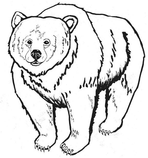 576x615 Bear Coloring Pages Bear Coloring Pages 4 Coloring Kids