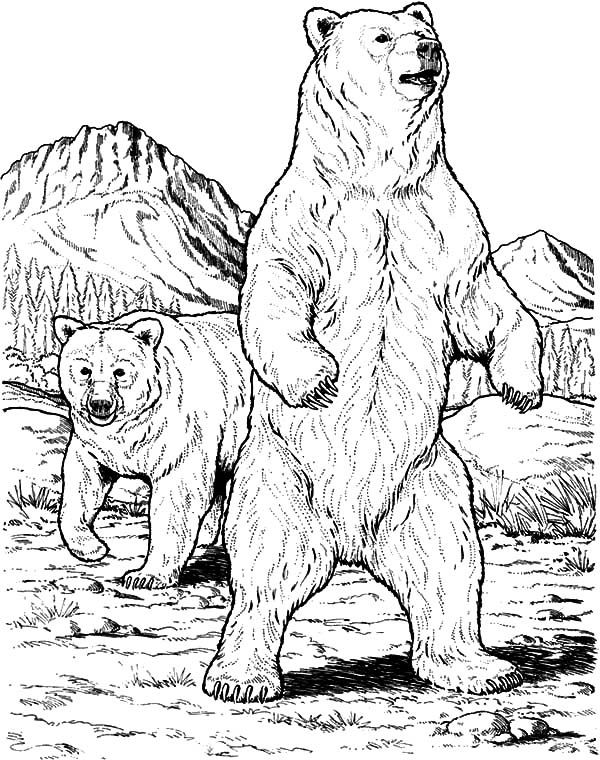 600x760 Grizzly Bear Protect His Mate