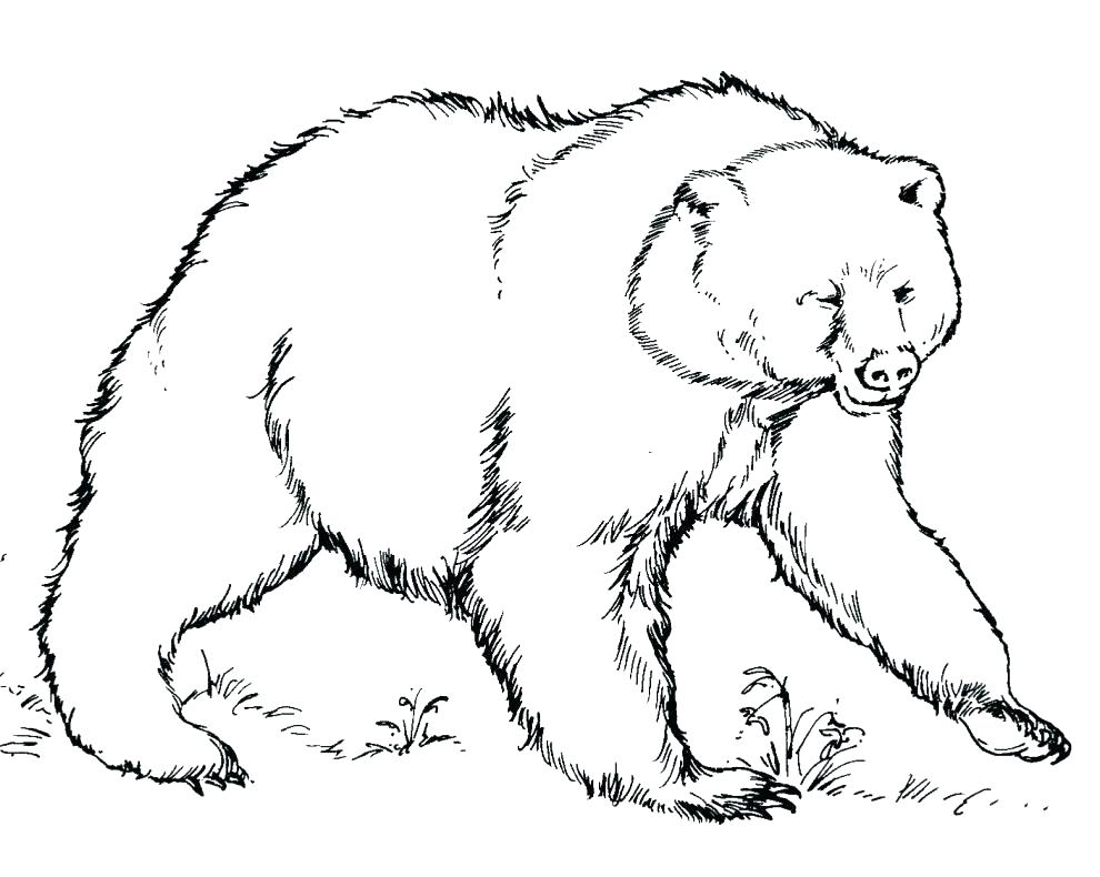 990x790 Free Printable Grizzly Bear Coloring Pages Kids Coloring Grizzly