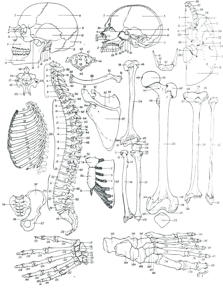 765x995 Skeletal System Coloring Pages Gross Anatomy Coloring Sheets