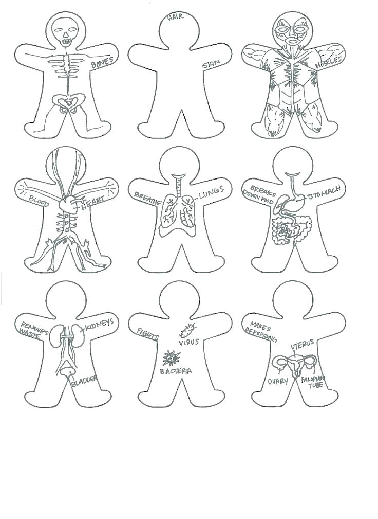 736x1009 Anatomy Muscle Coloring Pages Exercise Gross Anatomy