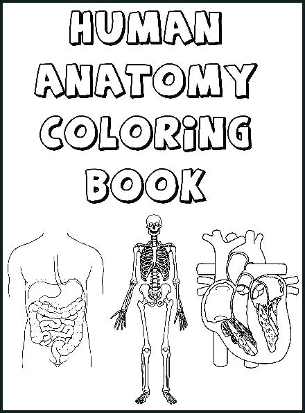 440x594 Skeletal System Coloring Pages Muscle Coloring Pages Anatomy