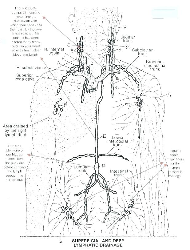 618x812 Anatomy Physiology Coloring Workbook Pg 178 Free Printable Pages