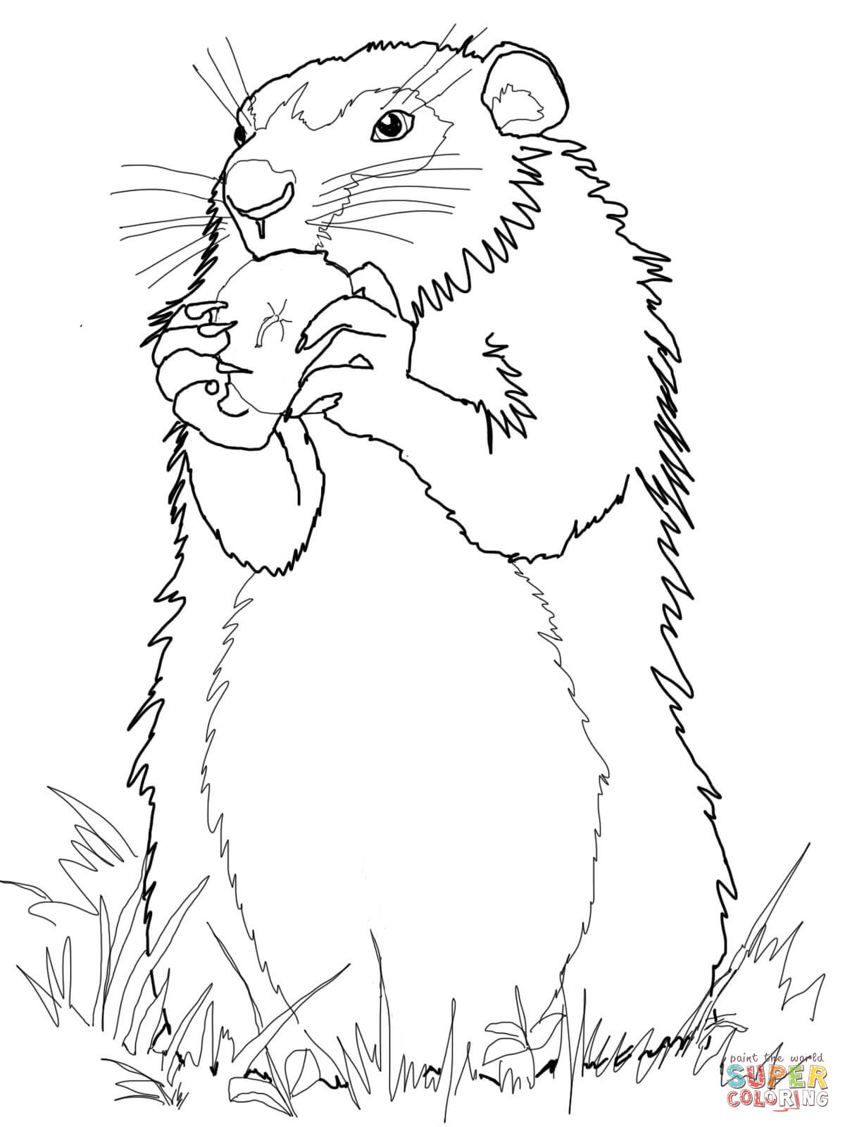 1200x1600 Groundhogs Coloring Pages Free Coloring Pages Groundhog Day