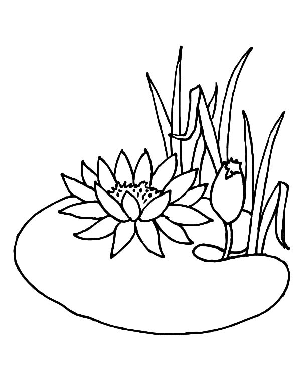 600x776 Lotus Flower Growing In The Pond Coloring Pages Batch Coloring