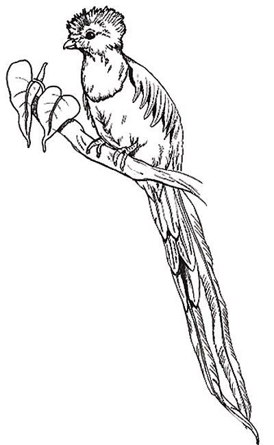 400x649 Free Printable Coloring Page Umbrella Mural Coloring, Quetzal