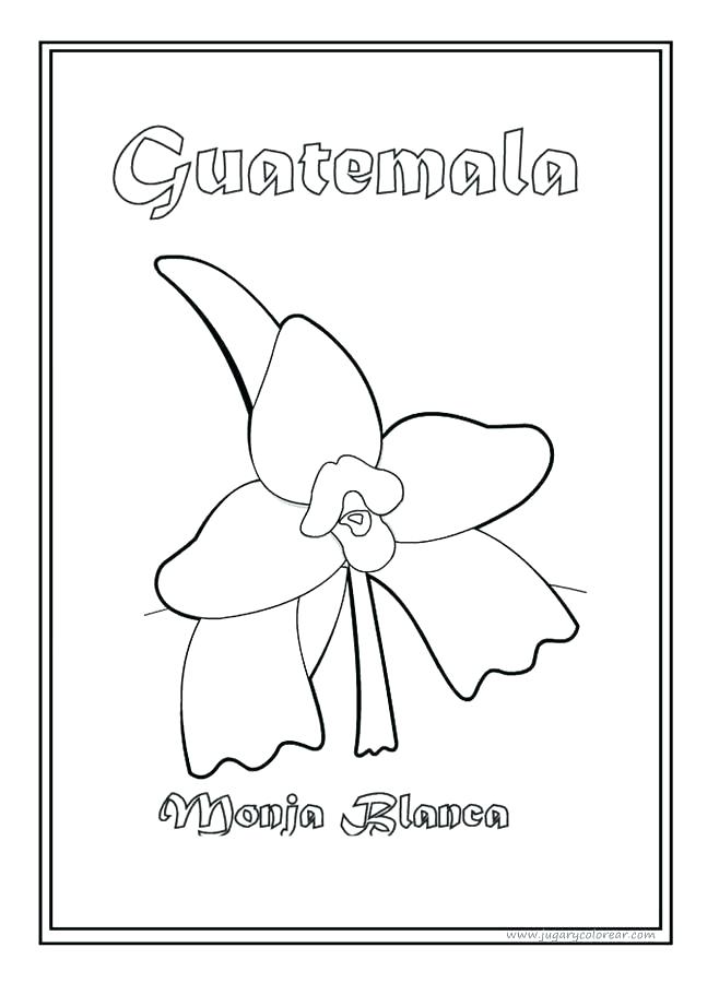 658x900 Flag Guatemala Coloring Page National Symbol White Nun Flower Top