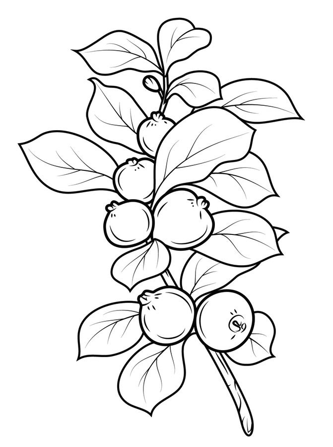 671x900 Coloring Pages Guava, Printable For Kids Amp Adults, Free To Download