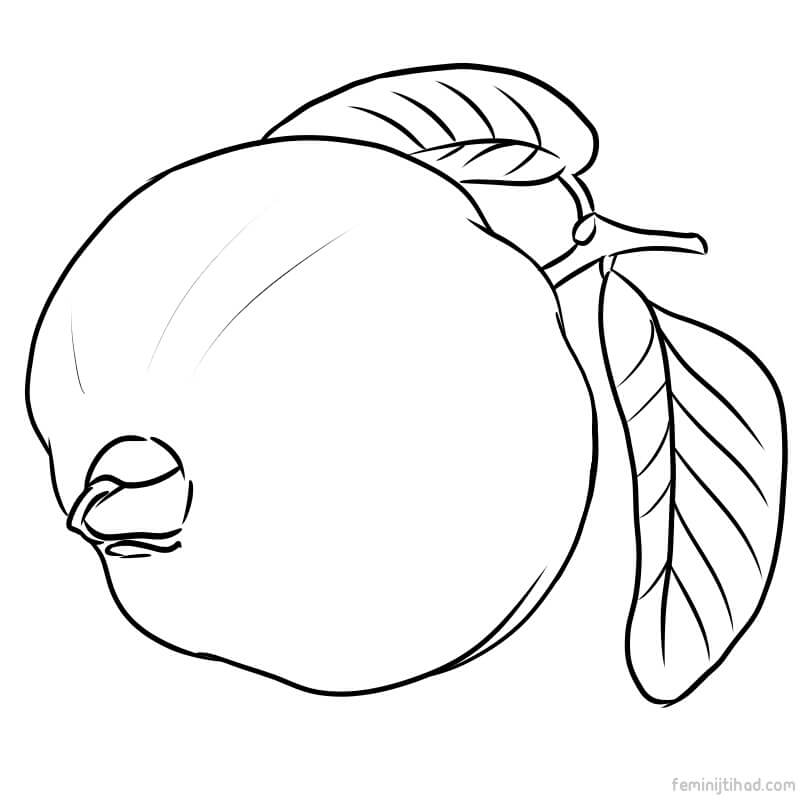 800x800 Free Guava Coloring Pages Printable Coloring Pages For Kids