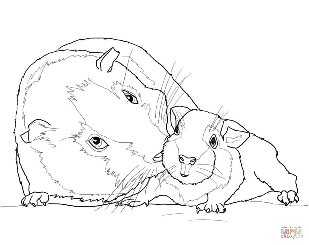 1080x856 Guinea Pig Coloring Pages Best Of Guinea Pig Mother And Baby