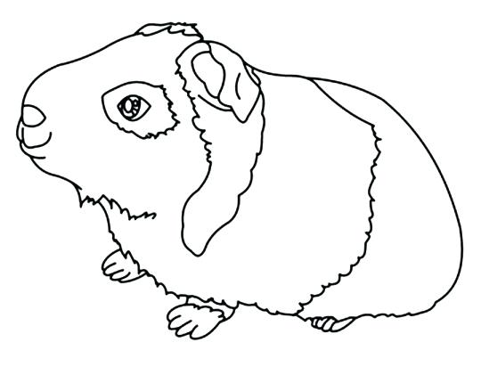 540x421 Cavies Carlinville Coloring Pages