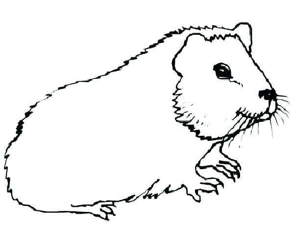 600x469 Guinea Pig Coloring Page Guinea Pig Coloring Pages Guinea Pig