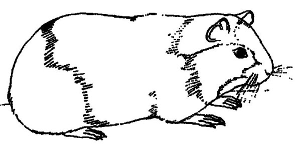 Guinea Pig Coloring Pages To Print