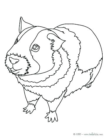 364x470 Guinea Pig Coloring Pages Coloring Pages Of Guinea Pigs Enjoy This