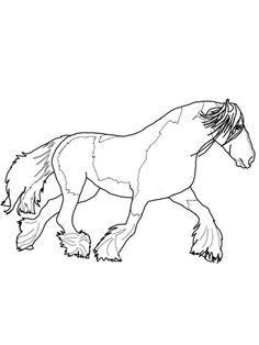 236x314 Gypsy Vanner Horses For Sale Stallion Palomino And White