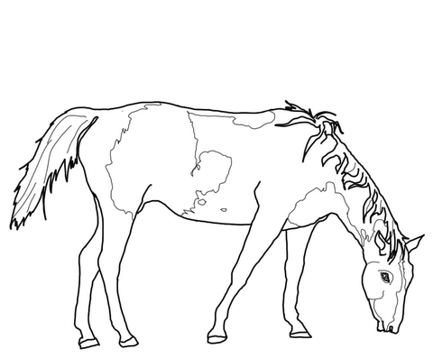 480x397 Paint Horse Coloring Pages