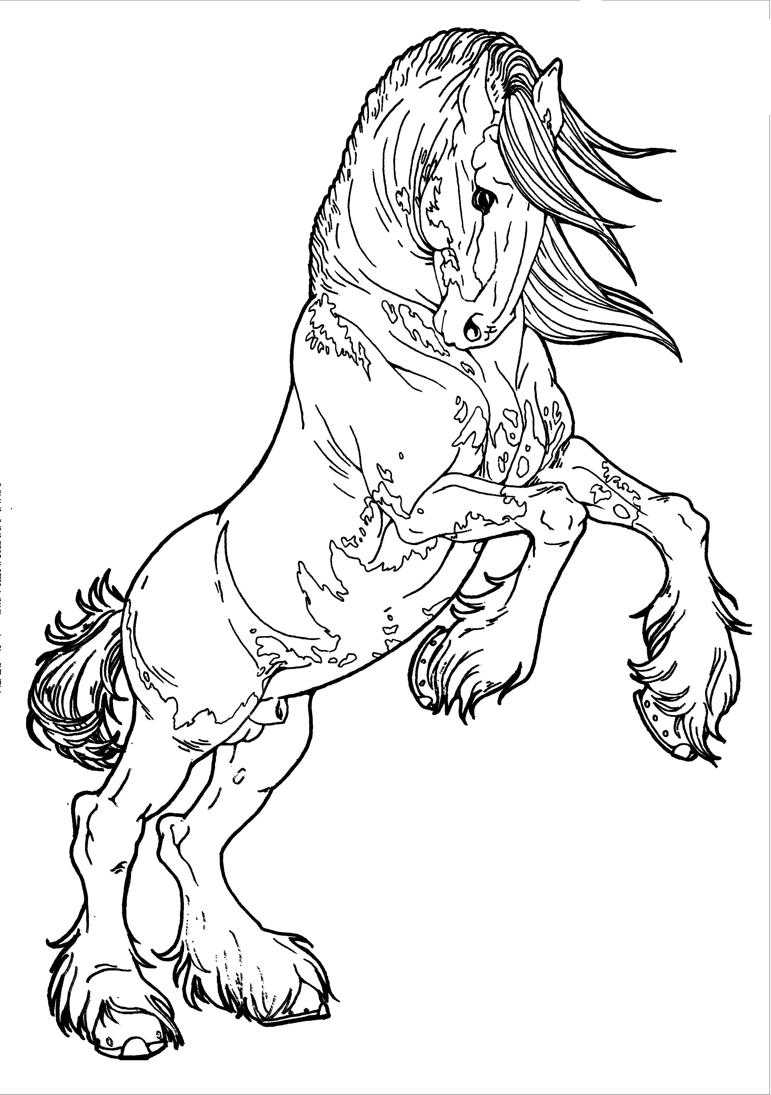 2549x3622 Gypsy Vanner Coloring Pages
