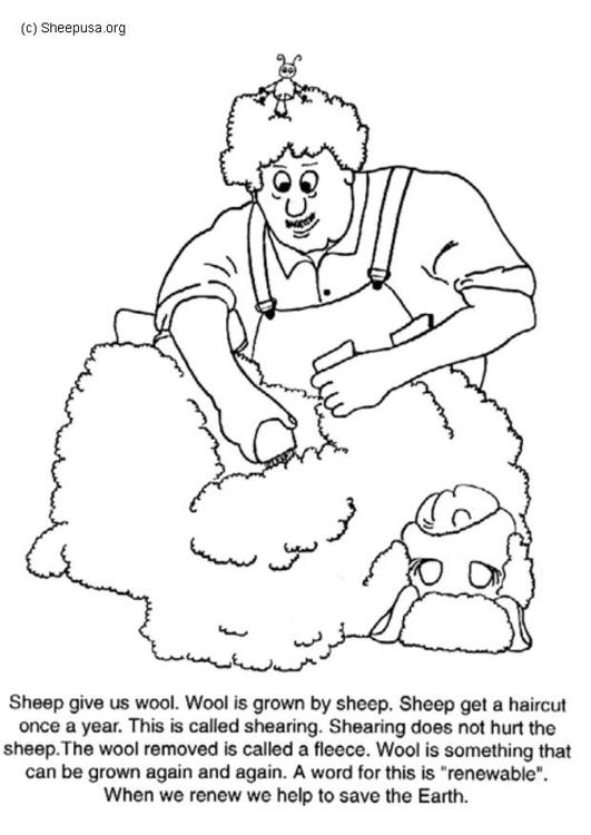531x750 Sheep