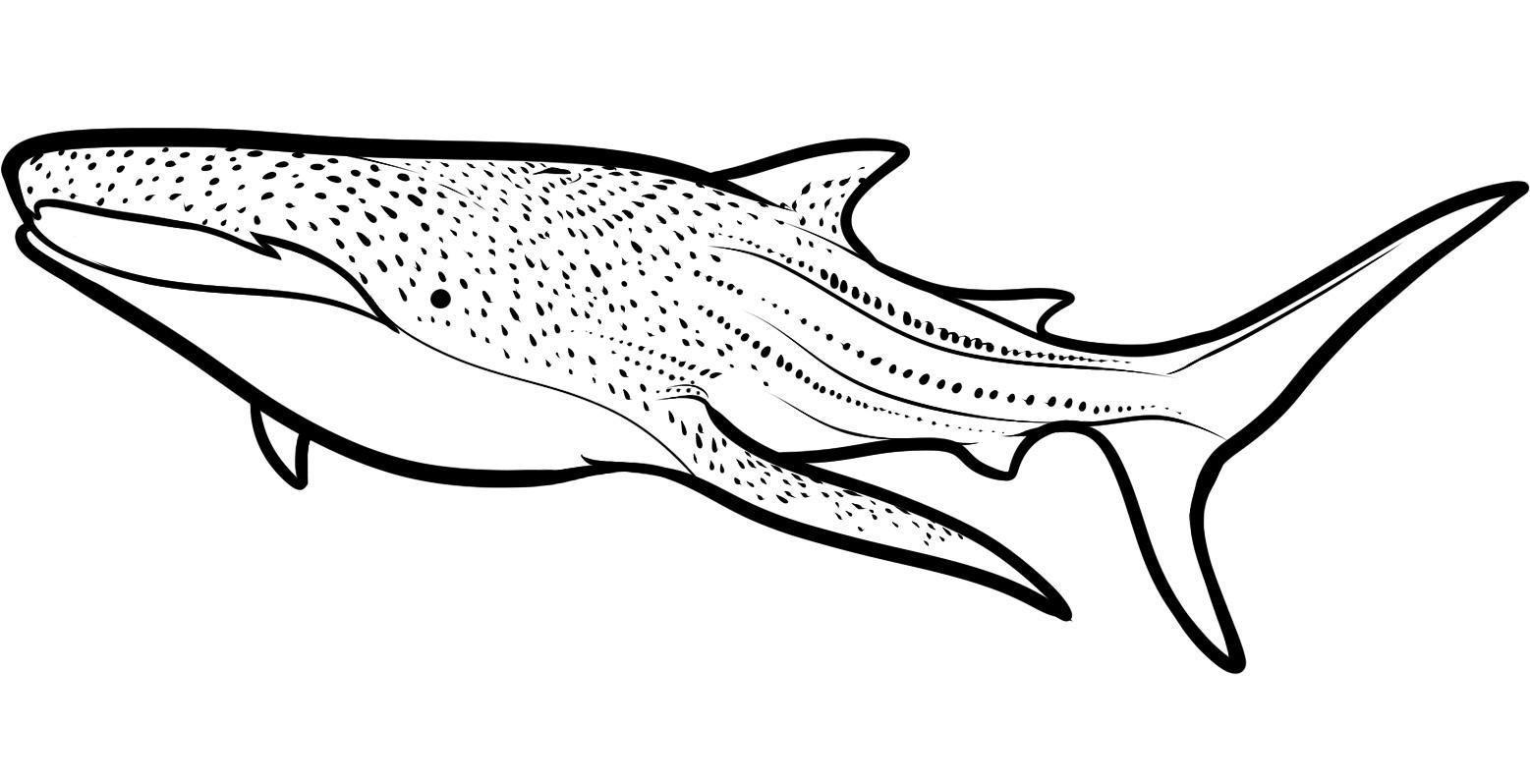1557x798 Hammerhead Shark Clipart Color