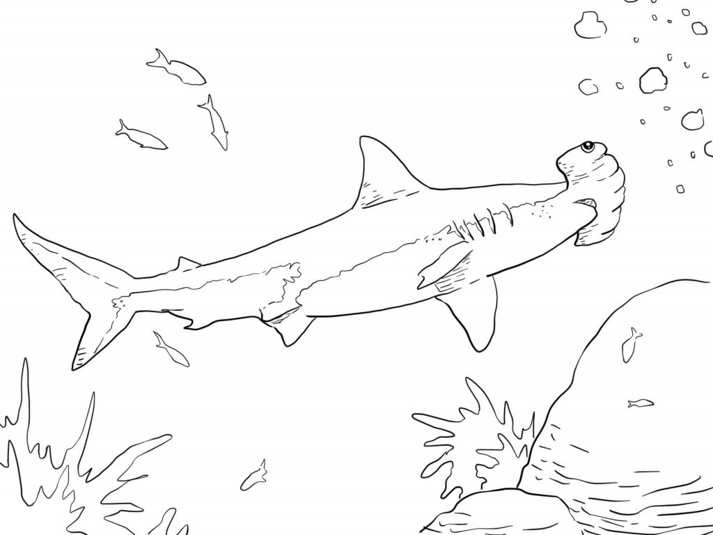 1024x768 Shark Color Pages For Preschoolers Loving Printable Hammerhead