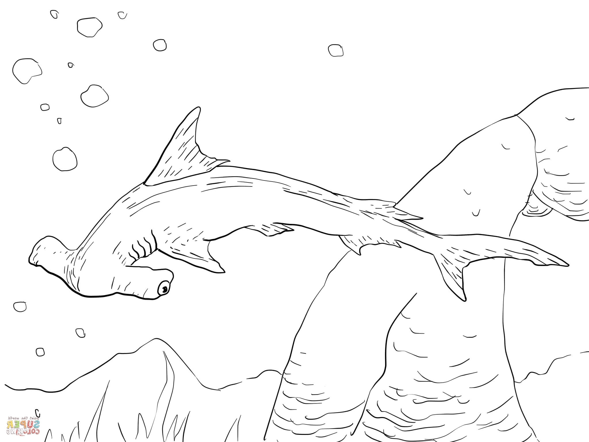 Hammerhead Shark Coloring Page