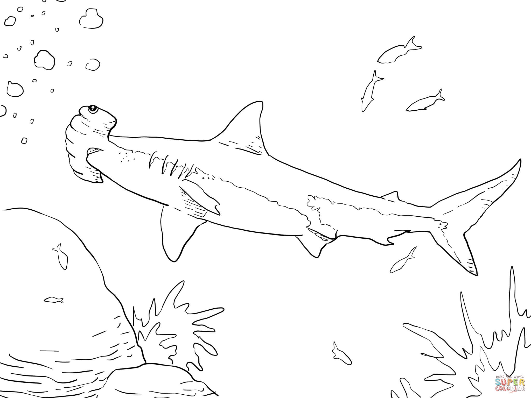 2048x1536 Coloring Pages Sharks Beautiful Great Hammerhead Shark Coloring
