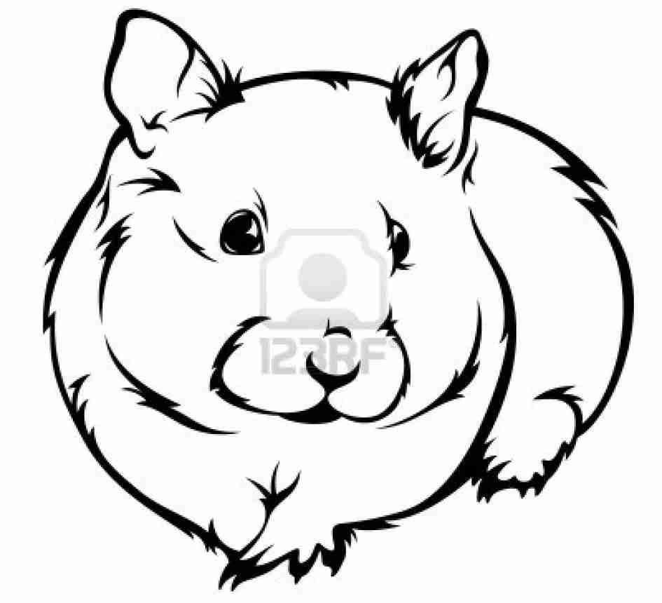 945x860 Hamster Coloring Page Drawn Colouring Pencil And In Color Amazing