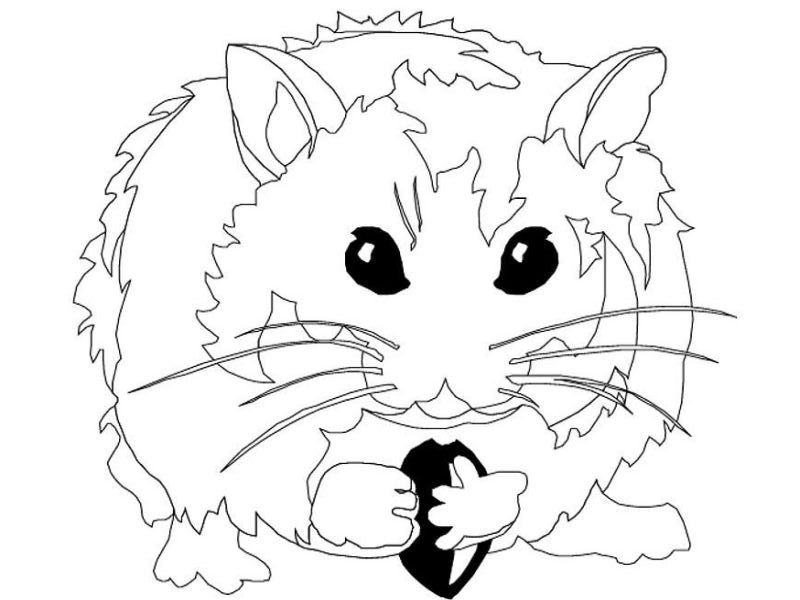 800x600 Hamster Coloring Pages For Kids Animal Pages Of Kidscoloringpage