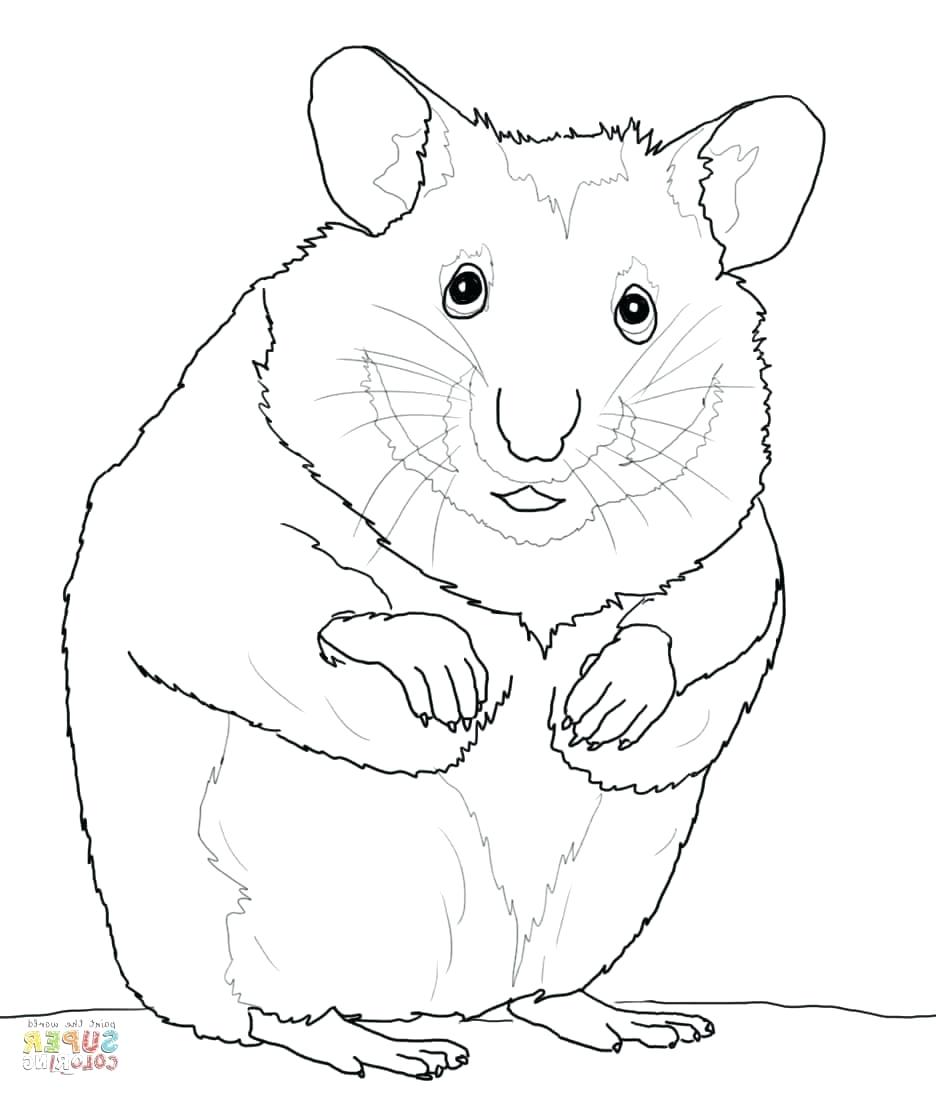 936x1096 Coloring Pages ~ Hamster Coloring Pages Hamsters Free Cute Hamster