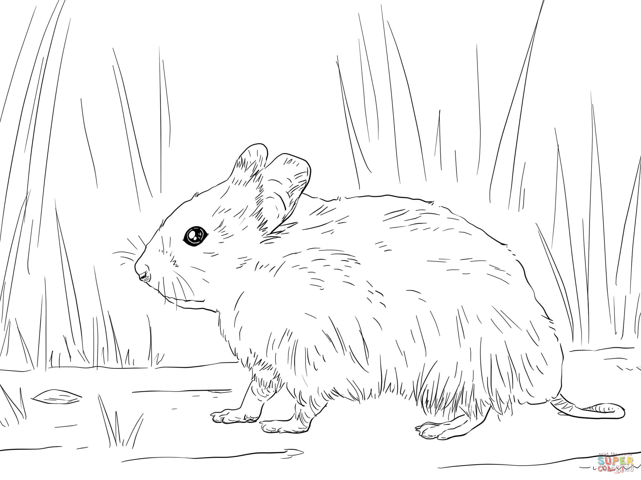 2048x1536 Drawn Hamster Colouring Page Pencil And In Color Ripping Coloring