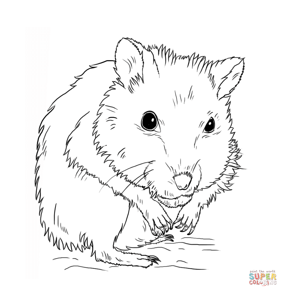 989x1020 Free Dwarf Hamster Coloring Page Has Hamster Coloring Pages