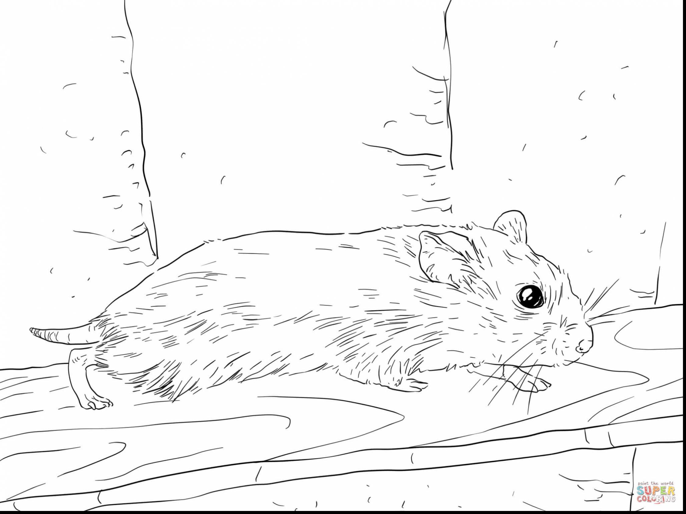 2252x1689 Good Dwarf Hamster Coloring Pages With Within